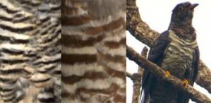 Cuckoos barred feathers mimic raptors