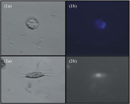 Collection, isolation, and culture of somatic cells from avian semen