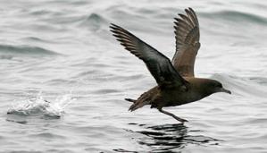 Satellite Tracking Leads to Compilation of Important Conservation Data