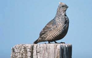 Wildfires and climate change beneficial to some desert birds