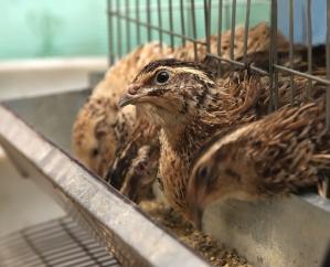 Effect of low-protein diets with crystalline amino acid supplementation on egg production, blood parameters and nitrogen balance in laying Japanese quails