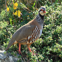 Red-legged Partridges Go Wild