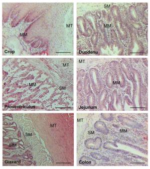 Biology of the gastro-intestinal tract in poultry