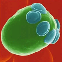 Impact of fluorides on the removal of heavy metals from an electroplating effluent using a flocculent brewer's yeast strain of Saccharomyces cerevisiae