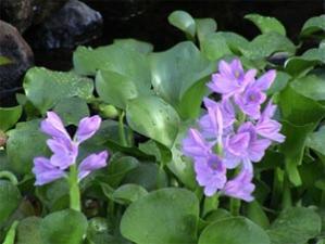 Chemical Speciation and Bioavailability Indexes