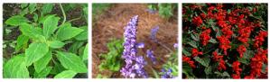 Hallucinogenic Sage