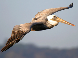 Gulf Oil Spill Reaches Important Bird Areas