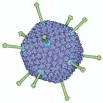 Atomic evidence: the foundations of structural molecular biology