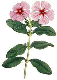 Plant Poisons: Their Use By Humans