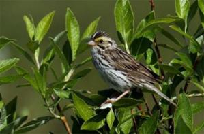 Cultural evolution changes bird song
